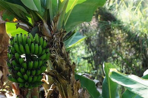 夢見買香蕉|周公解夢 夢見香蕉是什麽意思？ – 台灣分享